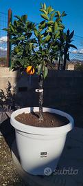 pianta di arancia 