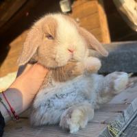 Coniglio ariete nano minilop+casetta+mangime