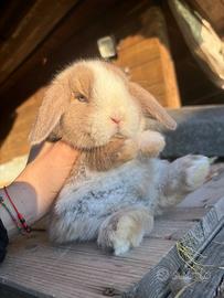Coniglio ariete nano minilop+casetta+mangime