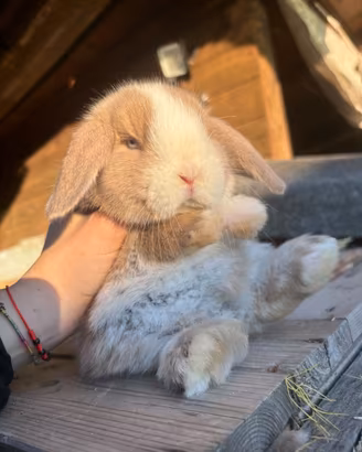 Coniglio ariete nano minilop+casetta+mangime