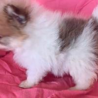 Cucciola volpino di pomerania piccolissima
