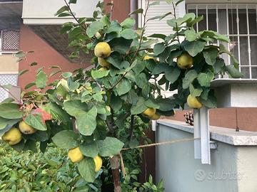 Pianta di cotogno commestibile anche a crudo