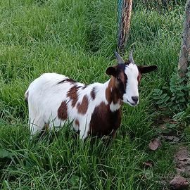 Capra tibetana