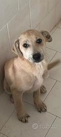 Cucciolo di taglia media