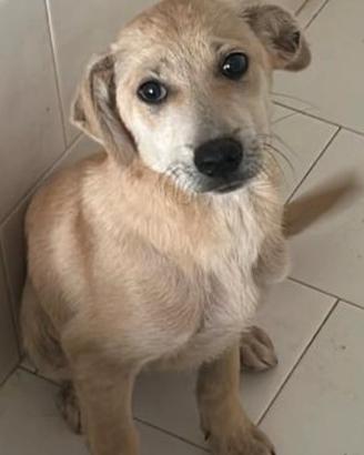 Cucciolo di taglia media