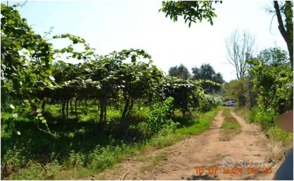 Immobile in asta di 6620 m² a Cittanova - Vista 5