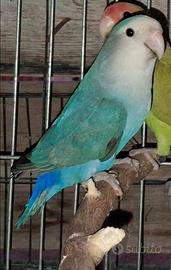 Inseparabile maggiorato