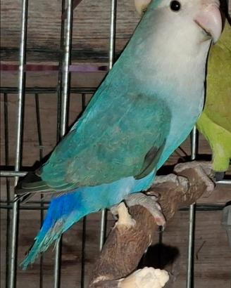 Inseparabile maggiorato