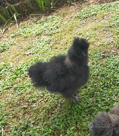 Gallo