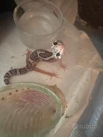 Geco Leopardino