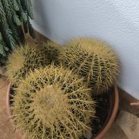 cuscino della suocera