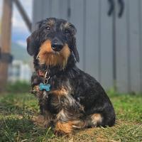 Bassotto per accoppiamento / monta