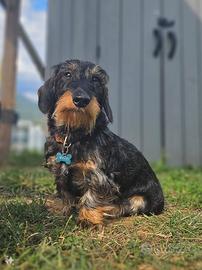 Bassotto per accoppiamento / monta