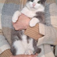 Gabriel:un angelo di gatto