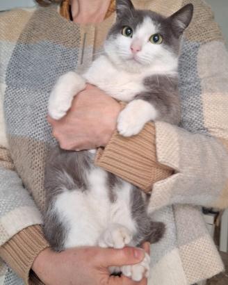 Gabriel:un angelo di gatto