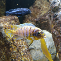 Metriaclima fainzilberi magunga MC