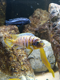 Metriaclima fainzilberi magunga MC