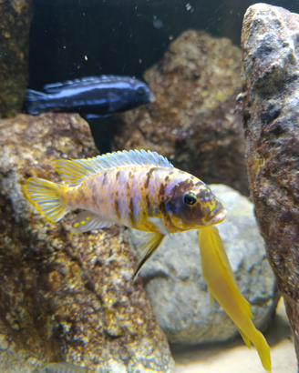 Metriaclima fainzilberi magunga MC