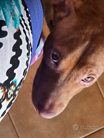 Pitbull 6 mesi 300 euro rimborso spese