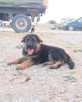 cuccioli di Pastore Tedesco 