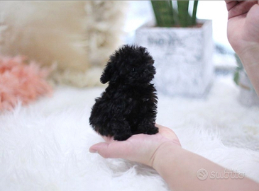 Barboncino nero , micro mini Toy due mesi