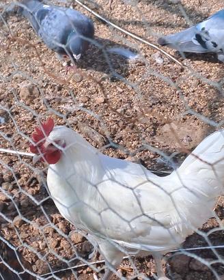 Marans Oliveegger Araucana