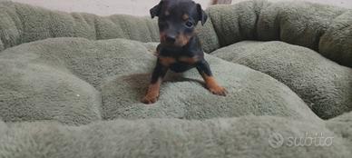 Cuccioli pinscher