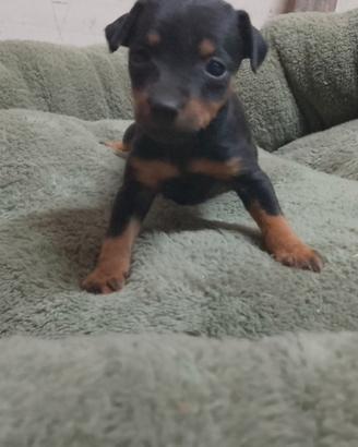 Cuccioli pinscher
