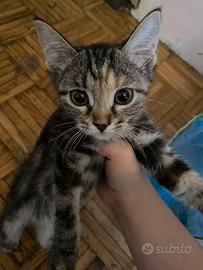 Gattini 3 mesi