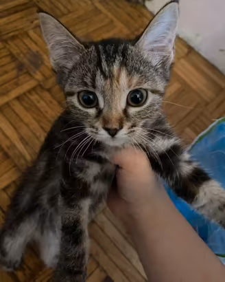 Gattini 3 mesi