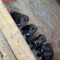 Cuccioli cane corso