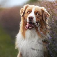 Cuccioli pastore australiano