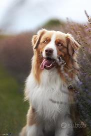 Cuccioli pastore australiano