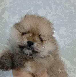 Spitz volpino pomerania