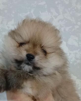 Spitz volpino pomerania