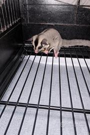 Petauro dello zucchero