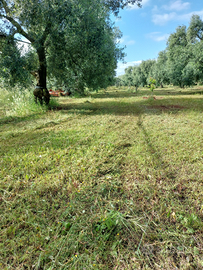 Terreno agricolo adiacente centro abitato