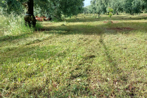 Terreno agricolo adiacente centro abitato