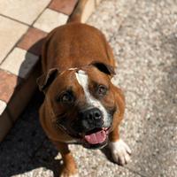 Staffordshire bull terrier per monta