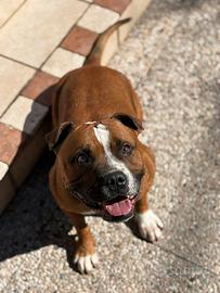 Staffordshire bull terrier per monta