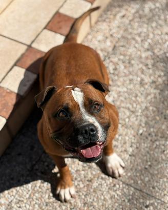 Staffordshire bull terrier per monta