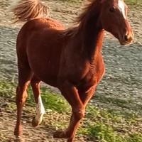 Puledro trottatore
