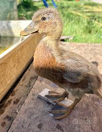 Anatre mignon / call ducks