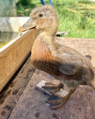 Anatre mignon / call ducks