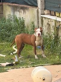 Pitbull femmina