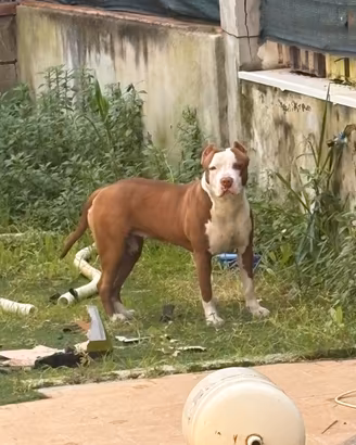 Pitbull femmina
