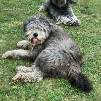 Pastore bergamasco