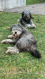 Pastore bergamasco