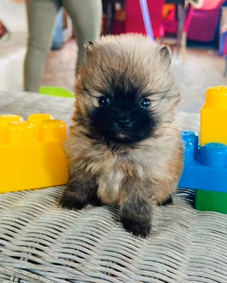 Mini Spitz di Pomerania