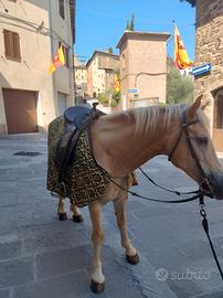 Cavallo haflinger
